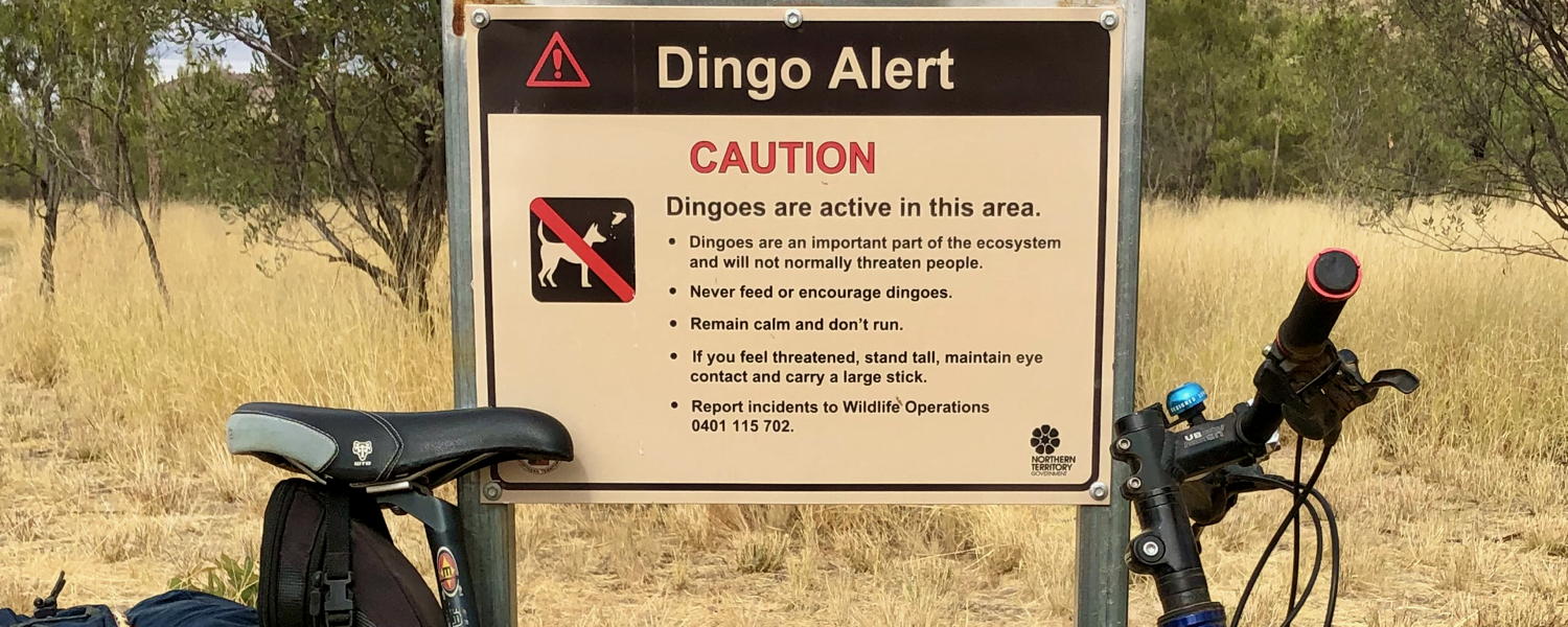 Dingo alert